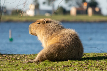 Un carpincho o capibara descansando al costado de la laguna de Las Flores