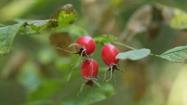 Ripe Red Berries Of Wild Rose On A Tree Branch. Medicinal Berries Rose Hip. Ripe Rose Hips On A Bush On Sunny Autumn Day.