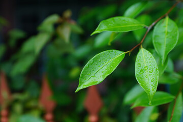 Green leaves with raindrops on them, close-up photography