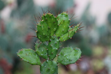 Opuncja brazylijska Brasiliopuntia kaktus opuncja kwiat żółty