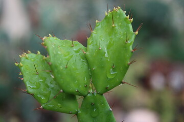 Opuncja brazylijska Brasiliopuntia kaktus opuncja kwiat żółty