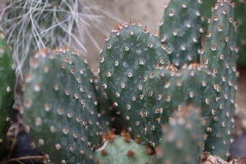 kaktus opuncja Opuntia fragilis FREIBURG kwiat żółty