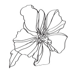 sketch of a lily flower