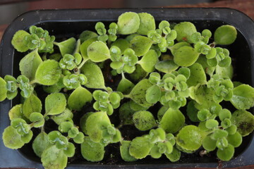 mięta domowa oregano kubańskie Plectranthus montanus © Perovskia