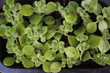 mięta domowa oregano kubańskie Plectranthus montanus © Perovskia