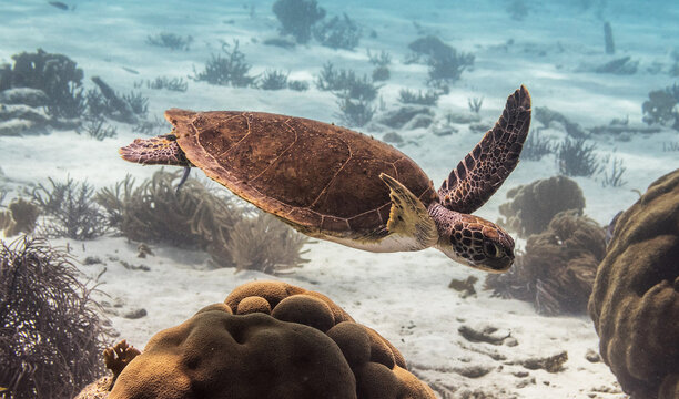 Tolo, Bonaire