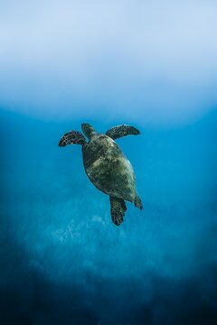 turtle swimming