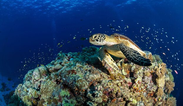 Underwater Maldives