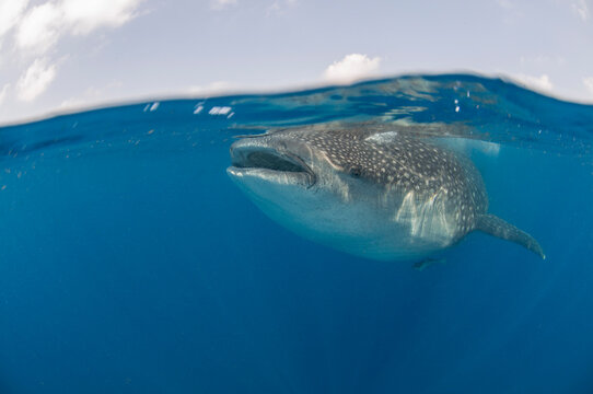 Whale Shark in Fuvahmulah