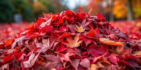 Crimson Canopy A Pile of Autumn Maple Leaves, Close-up Perspective, Fall foliage, autumn colors, nature photography
