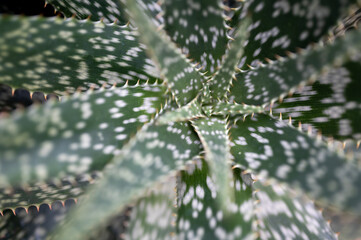 close up of cactus