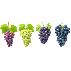 Fototapeta premium different varieties of grapes, cut out