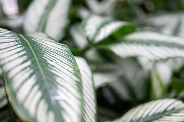 close up of palm leaves