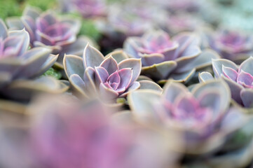 Echeveria 