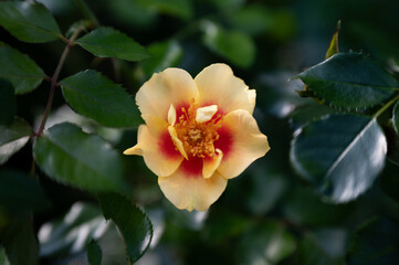 orange rose in garden 