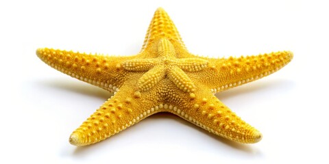 Yellow Starfish on White Background, Isolated, Sea Life , Marine Life, Starfish