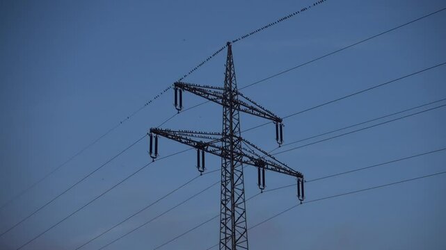 Staaren schwarm versammelt sich an strommast zu hunderten