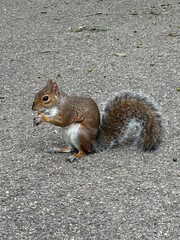 Squirrel eating a nut 
