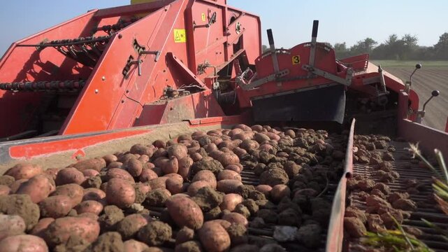 Rote Kartoffeln werden bei der Ernte Aussortiert