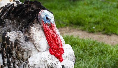Turkey on the farm. Male turkeys display feathers to protect and attract females. Eco-farm food,...