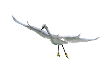 Snowy Egret (Egretta thula) Photo, in Landing Mode, Head-on, on a Transparent Isolated PNG Background