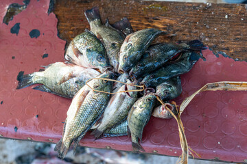 Ethiopia, freshly caught tilapia fish at the fish market of Awassa Lake