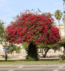 Beautiful bougainvillea tree blooming in urban park