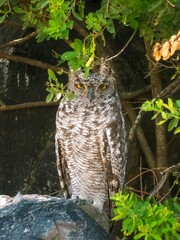 A spotted eagle owl (Bubo africanus), photographed in the Serengeti National Park in Tanzania.