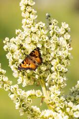 Butterfly on a flower