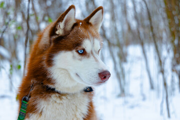 husky dog pet portrait attractive animal head close up photography with beautiful blue eyes looking side ways in January winter woods blurred background landscape