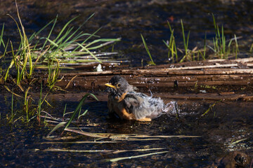 Robin bathing in a puddle