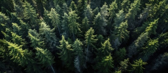 Fototapeta premium Aerial View of a Lush Evergreen Forest