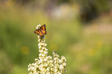 Butterfly on a flower