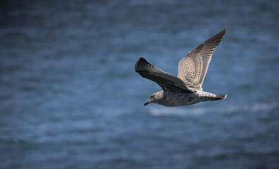 Isolated seagull flying through air above the sea