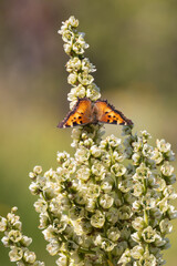 Butterfly on a flower