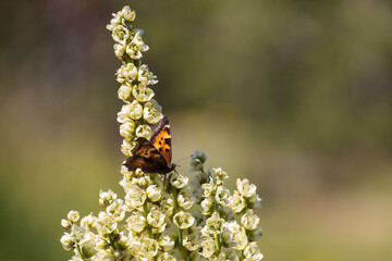 Butterfly on a flower