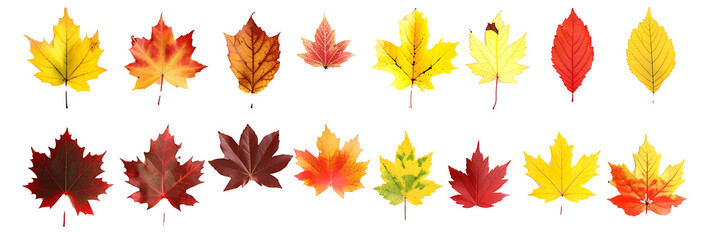 Fototapeta premium Collection set of yellow orange red maroon autumn fall maple leaf leaves on withe background cutout. Many different desig