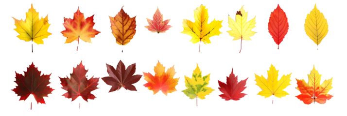 Collection set of yellow orange red maroon autumn fall maple leaf leaves on withe background cutout. Many different desig