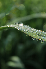 water drops on a grass