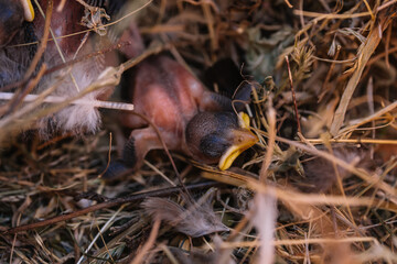 baby sparrows in the nest