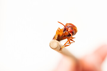red wasp