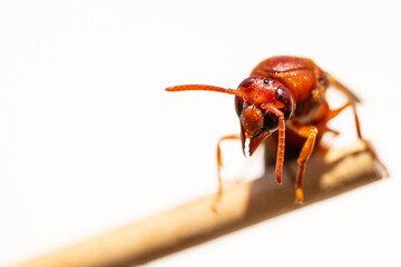 red wasp