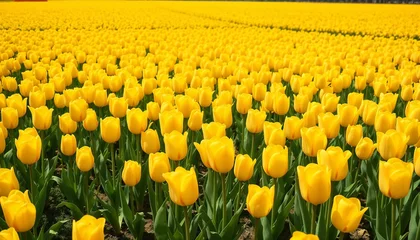 Gordijnen A beautiful field of tulips in Holland © Max