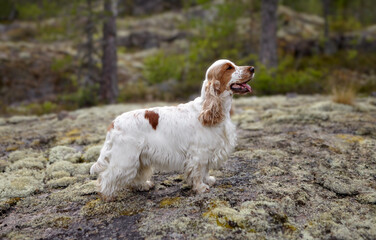 Portrait of an English Cocker Spaniel. The color is orange roan. The dog stands on a rocky plateau and looks into the distance. Summer. Wildlife.