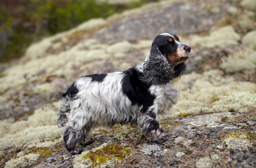 Portrait of a purebred English Cocker Spaniel. The dog stands on a rocky ledge and looks into the distance. Female. Age 9 years. Color blue-roan. The background is blurred.