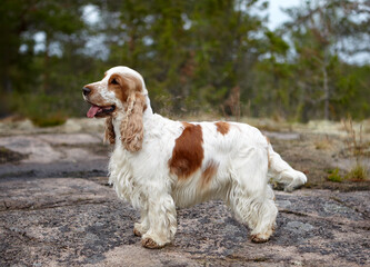 Portrait of an English Cocker Spaniel. The color is orange roan. The dog stands on a rocky plateau and looks into the distance. Summer. Wildlife.