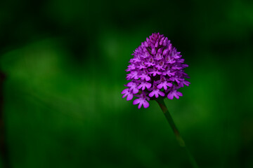 Pyramiden-Hundswurz, Pyramidenorchis // Pyramidal orchid (Anacamptis pyramidalis)