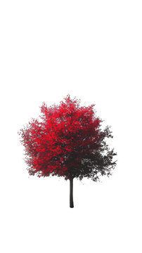 A single red tree stands out against a white background, showcasing the vibrant autumnal colors. The simplicity of the image highlights the tree's beauty.