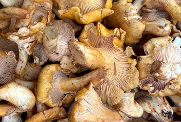 Closeup of large Chanterelle mushrooms