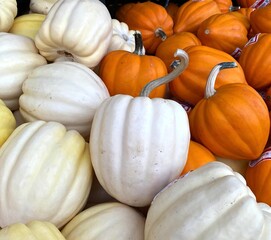 Group of white and orange acorn winter squash